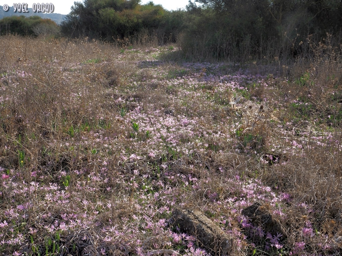 Colchicum stevenii that's the way I like it... thousands of them, like a pink carpet Colchicum  stevenii,Fall,Geotagged,Israel,Steven's meadow saffron
