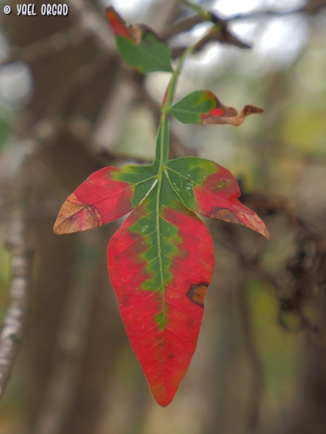 Pistacia atlantica we don't get many fall colors in Israel - the climate is too warm. but Pistacia atlantica is one of the trees that give a wonderful display with great red colors.  Fall,Geotagged,Israel,Persian turpentine tree,Pistacia atlantica