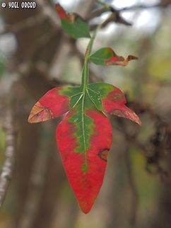 Pistacia atlantica we don't get many fall colors in Israel - the climate is too warm. but Pistacia atlantica is one of the trees that give a wonderful display with great red colors.  Fall,Geotagged,Israel,Persian turpentine tree,Pistacia atlantica