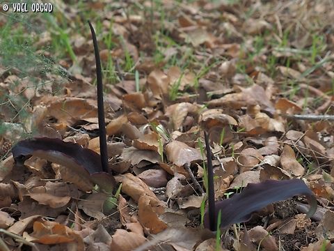 Biarum pyrami  Biarum pyrami,Fall,Geotagged,Israel