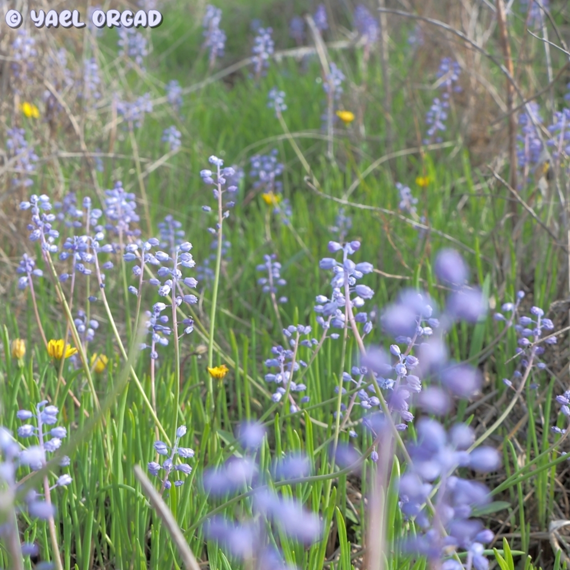 Muscari parviflorum dotted with yellow Leontodon tuberosus Autumn Grape-Hyacinth,Fall,Geotagged,Israel,Leontodon tuberosus,Muscari parviflorum