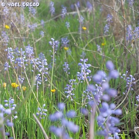 Muscari parviflorum dotted with yellow Leontodon tuberosus Autumn Grape-Hyacinth,Fall,Geotagged,Israel,Leontodon tuberosus,Muscari parviflorum