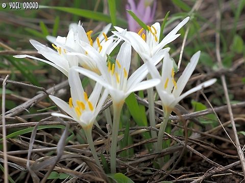Colchicum stevenii this time in white :-)  Colchicum  stevenii,Colchicum stevenii,Colchicum_stevenii,Fall,Geotagged,Israel,Steven's meadow saffron