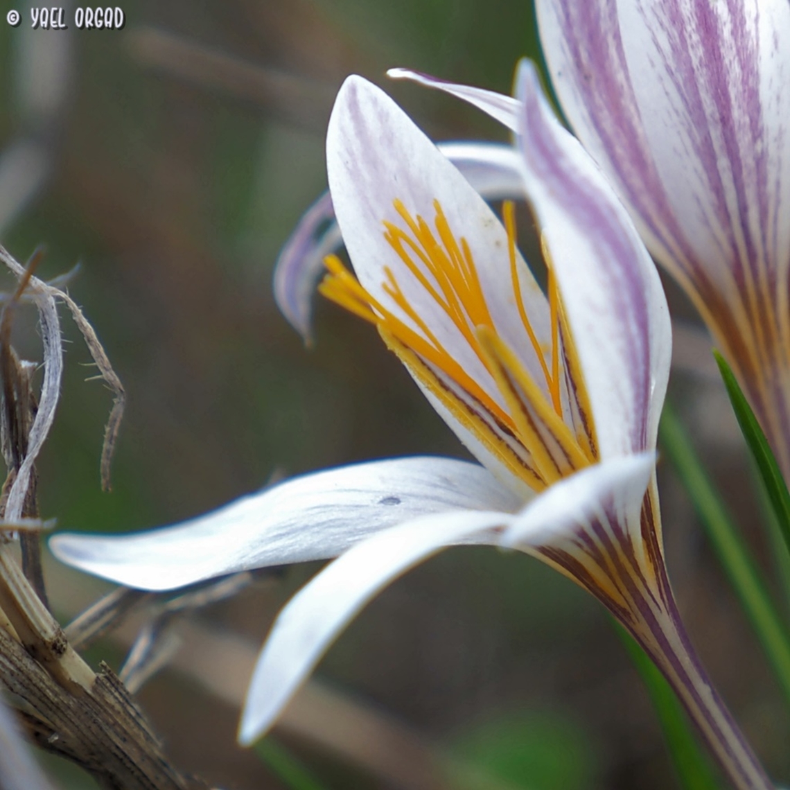 Crocus aleppicus  Crocus aleppicus,Fall,Geotagged,Israel