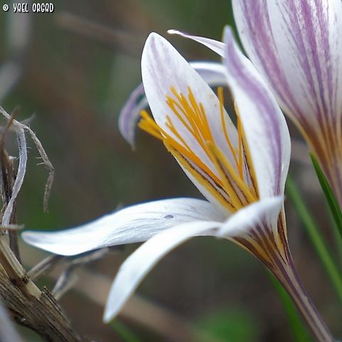 Crocus aleppicus  Crocus aleppicus,Fall,Geotagged,Israel