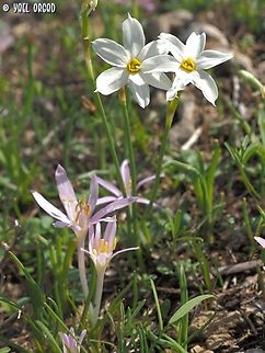 Narcissus deficiens & Colchicum stevenii  Colchicum stevenii,Fall,Geotagged,Israel,Narcissus obsoletus