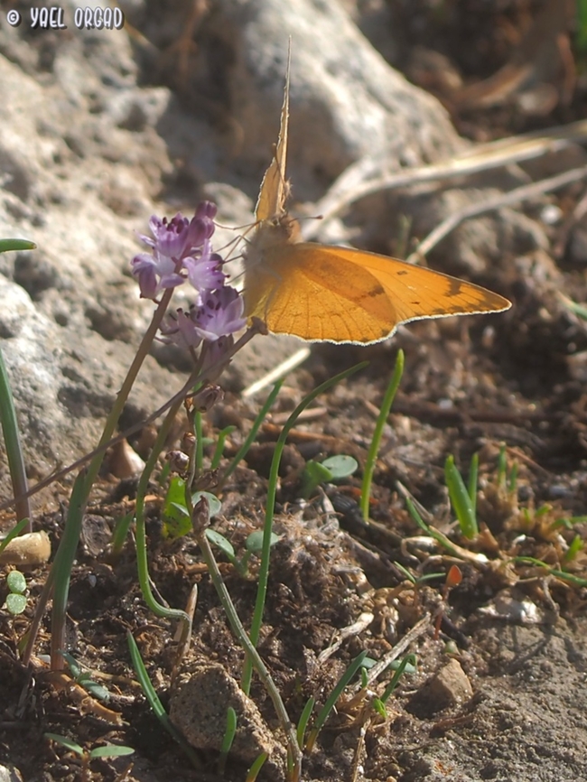 Colotis fausta ON Prospero autumnale  Colotis fausta,Fall,Geotagged,Israel,Large Salmon Arab,Prospero autumnale