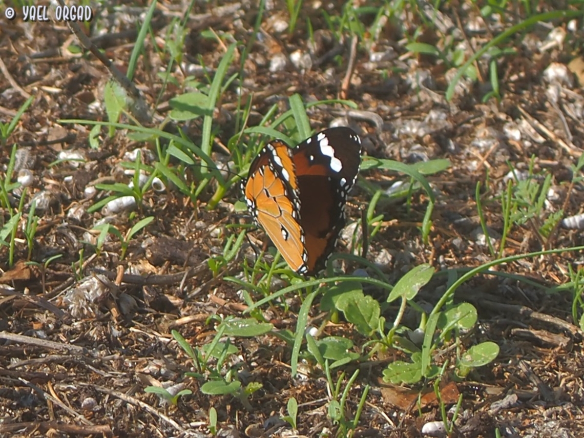 Danaus chrysippus  Danaus chrysippus,Fall,Geotagged,Israel,Plain Tiger  African Queen