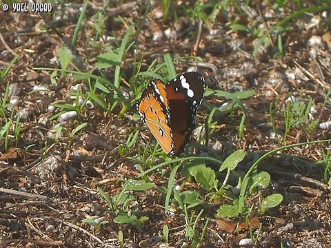 Danaus chrysippus  Danaus chrysippus,Fall,Geotagged,Israel,Plain Tiger  African Queen