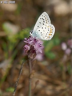 Polyommatus icarus ON Prospero autumnale  Common blue,Fall,Geotagged,Israel,Polyommatus icarus,Prospero autumnale