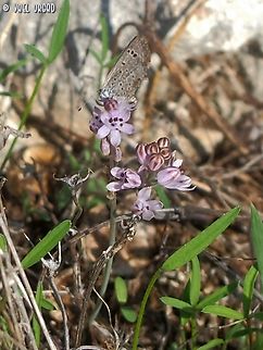 Zizeeria_karsandra ON Prospero autumnale  Dark grass blue,Fall,Geotagged,Israel,Prospero autumnale,Zizeeria karsandra