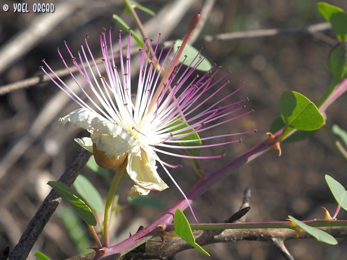 Capparis zoharyi blooming way out of season...  Capparis zoharyi,Fall,Geotagged,Israel