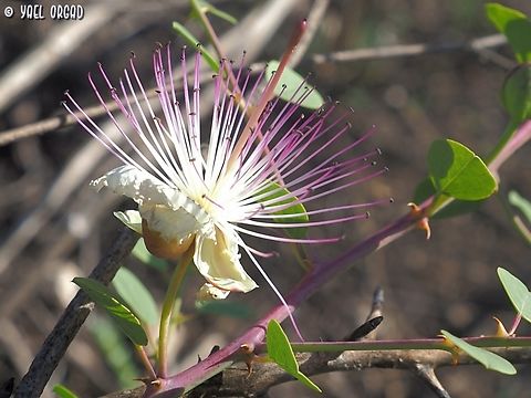 Capparis zoharyi blooming way out of season...  Capparis zoharyi,Fall,Geotagged,Israel