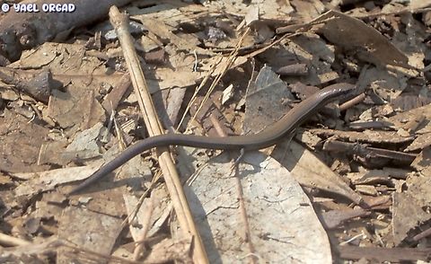 tiny Skink: Ablepharus rueppellii  Ablepharus rueppellii,Fall,Geotagged,Israel,R&uuml;ppells snake-eyed skink