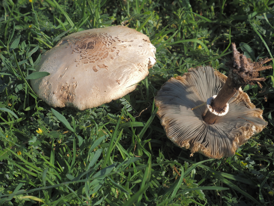 Chlorophyllum molybdites a poisonous mushroom, very common, that grows usually in the summer to early autumn. <br />
this year we hardly had rains, the temperatures remain high - so it kept growing well into November.  Chlorophyllum molybdites,Fall,Geotagged,Green-spored parasol,Israel