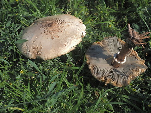 Chlorophyllum molybdites a poisonous mushroom, very common, that grows usually in the summer to early autumn. 
this year we hardly had rains, the temperatures remain high - so it kept growing well into November.  Chlorophyllum molybdites,Fall,Geotagged,Green-spored parasol,Israel