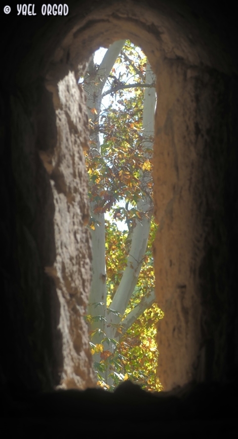 a fortified view looking out of a window in a Crusaders&#039; fort, we see the lovely Platanus orientalis tree.  Fall,Geotagged,Israel,Oriental Plane,Platanus orientalis