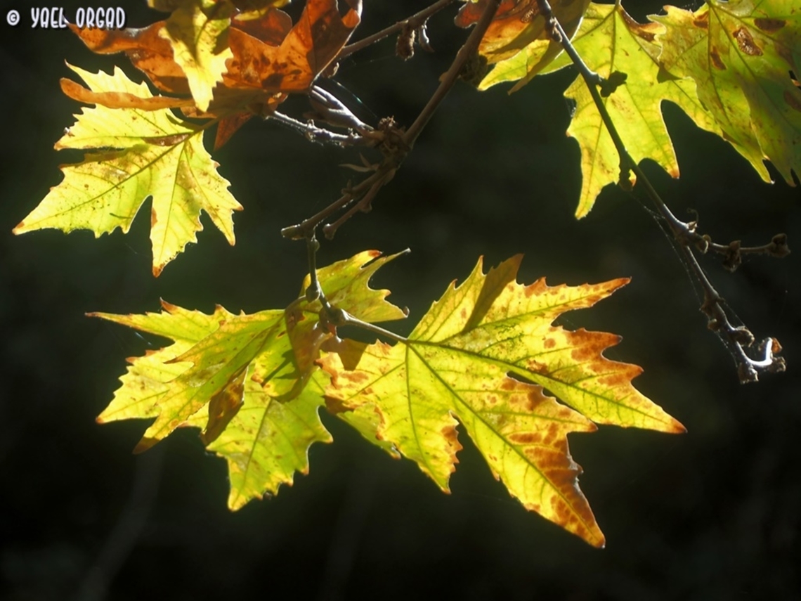 Platanus orientalis  Fall,Geotagged,Israel,Oriental Plane,Platanus orientalis
