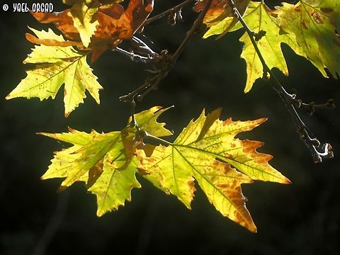 Platanus orientalis  Fall,Geotagged,Israel,Oriental Plane,Platanus orientalis