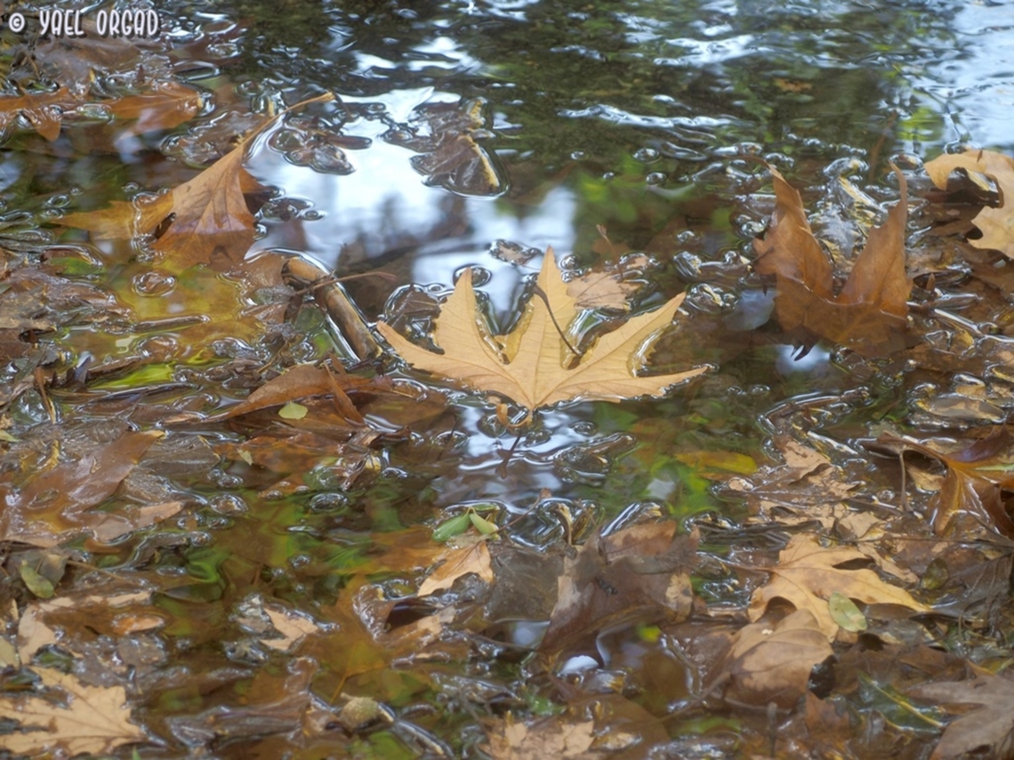 these falling leaves... Platanus orientalis Fall,Geotagged,Israel,Oriental Plane,Platanus orientalis
