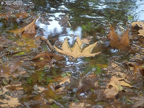 these falling leaves... Platanus orientalis Fall,Geotagged,Israel,Oriental Plane,Platanus orientalis