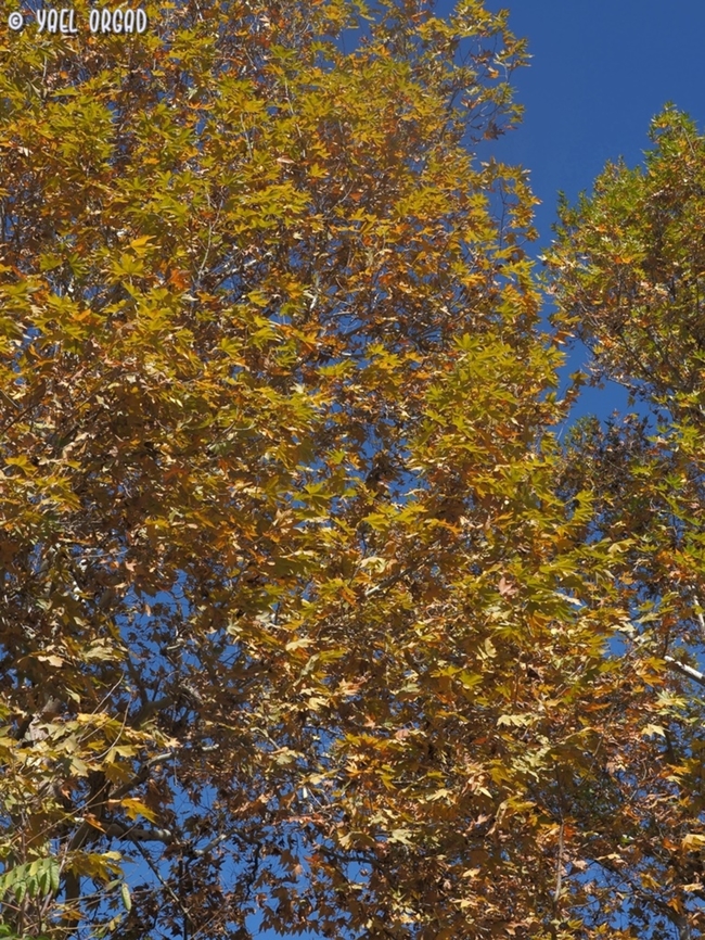 Platanus orientalis  Fall,Geotagged,Israel,Oriental Plane,Platanus orientalis