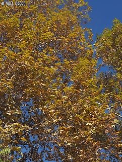 Platanus orientalis  Fall,Geotagged,Israel,Oriental Plane,Platanus orientalis