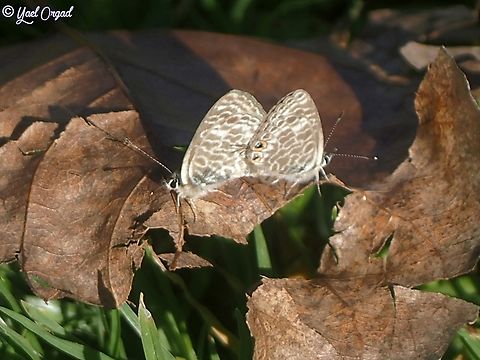 Leptotes pirithous making more Leptotes pirithous...  Fall,Geotagged,Israel,Lang's Short-tailed Blue,Leptotes pirithous