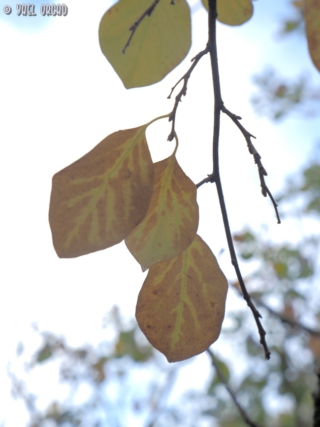 Pyrus syriaca  Fall,Geotagged,Israel,Pyrus syriaca,Syrian pear