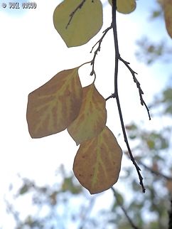 Pyrus syriaca  Fall,Geotagged,Israel,Pyrus syriaca,Syrian pear