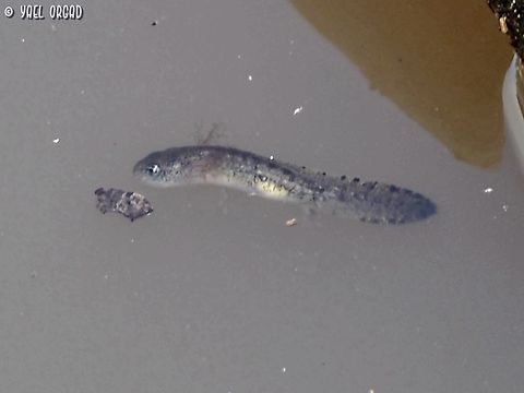 Salamandra salamandra - tadpole  Fall,Fire Salamander,Geotagged,Israel,Salamandra salamandra