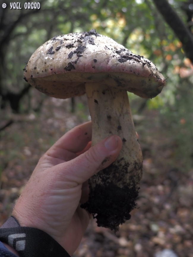 Rubroboletus pulchrotinctus huge mushroom, turns blue when you cut it or touch it, has a thin pink line at the edge of the &quot;hat&quot;.  Fall,Geotagged,Israel,Rubroboletus pulchrotinctus,rubroboletus pulchrotinctus