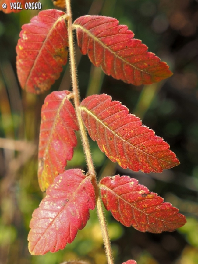 Rhus coriaria  Fall,Geotagged,Israel,Rhus coriaria,Tanner's Sumac