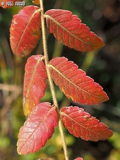 Rhus coriaria  Fall,Geotagged,Israel,Rhus coriaria,Tanner's Sumac
