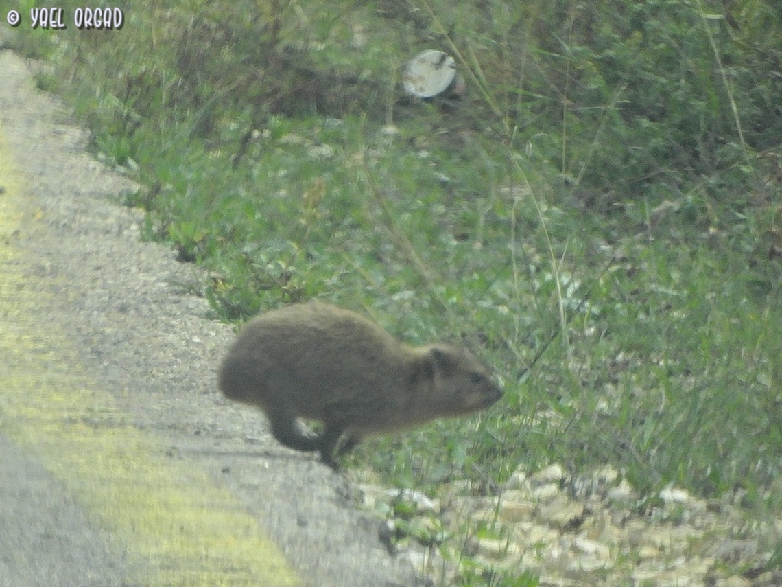 crossing the road a family of Rock hyraxes crossed the road while we were driving up the mountain, I managed to capture the youngest cub just finishing the passage... Fall,Geotagged,Israel,Procavia capensis,Rock hyrax
