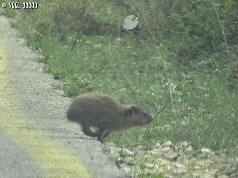 crossing the road a family of Rock hyraxes crossed the road while we were driving up the mountain, I managed to capture the youngest cub just finishing the passage... Fall,Geotagged,Israel,Procavia capensis,Rock hyrax