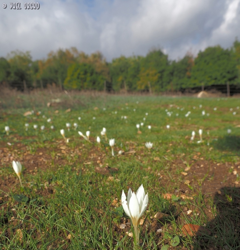 Crocus hyemalis  Crocus hyemalis,Fall,Geotagged,Israel,Winter Saffron
