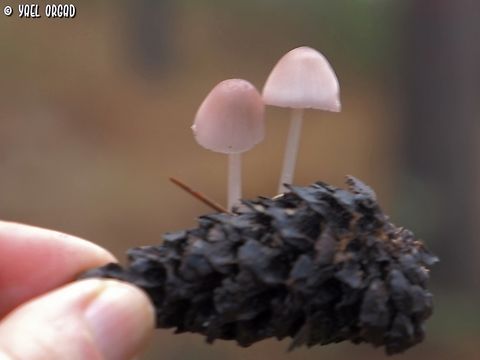 Mycena seynii  Fall,Geotagged,Israel,Mycena seynii