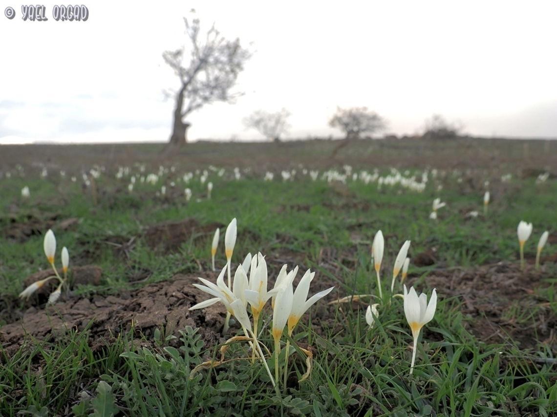 Crocus ochroleucus  Crocus ochroleucus,Fall,Geotagged,Israel