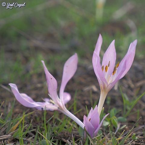 Colchicum szovitsii  Colchicum szovitsii,Fall,Geotagged,Israel