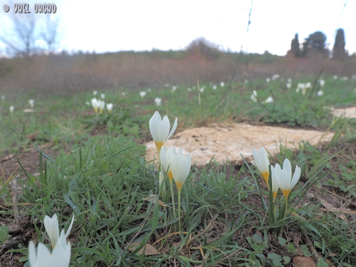 Crocus ochroleucus  Crocus ochroleucus,Fall,Geotagged,Israel