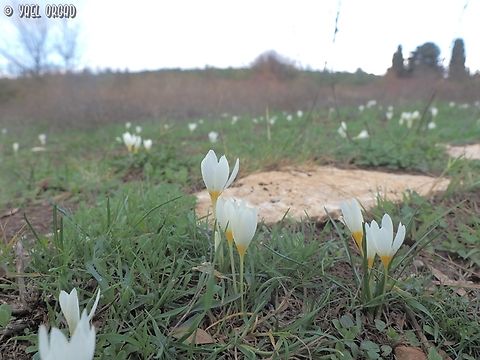 Crocus ochroleucus  Crocus ochroleucus,Fall,Geotagged,Israel