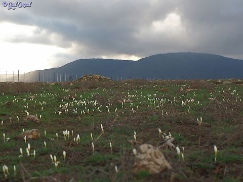 Crocus ochroleucus looking at Mount Meiron  Crocus ochroleucus,Fall,Geotagged,Israel