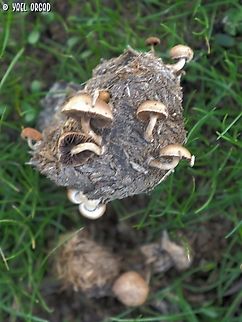 Deconica merdaria  Deconica merdaria,Fall,Geotagged,Israel