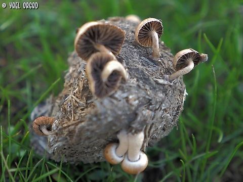 Deconica merdaria  Deconica merdaria,Fall,Geotagged,Israel