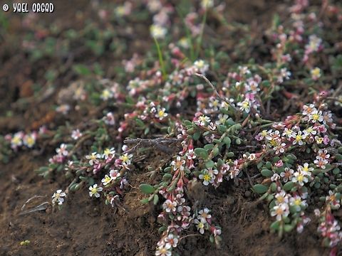 Polygonum arenastrum  Fall,Geotagged,Israel,Polygonum arenastrum