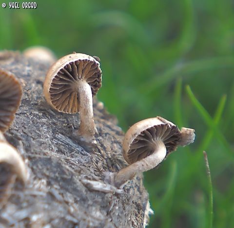 Deconica merdaria growing on horse manure...  Deconica merdaria,Fall,Geotagged,Israel