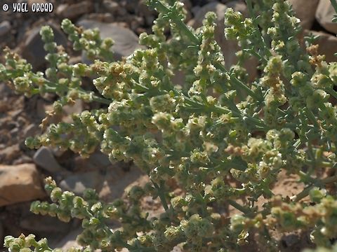 Anabasis setifera  Anabasis setifera,Fall,Geotagged,Israel
