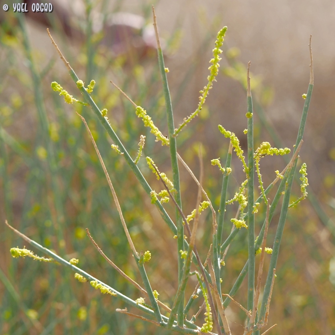 Ochradenus baccatus  Fall,Geotagged,Israel,Ochradenus baccatus