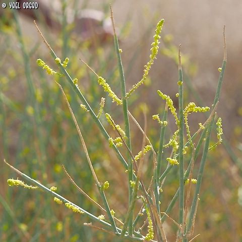 Ochradenus baccatus  Fall,Geotagged,Israel,Ochradenus baccatus